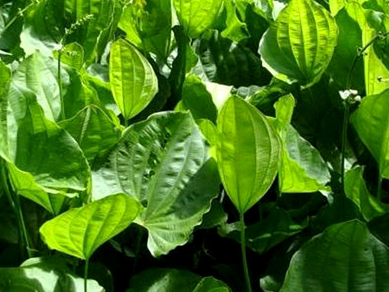 Chapéu-de-couro (planta) - Echinodorus grandiflorus