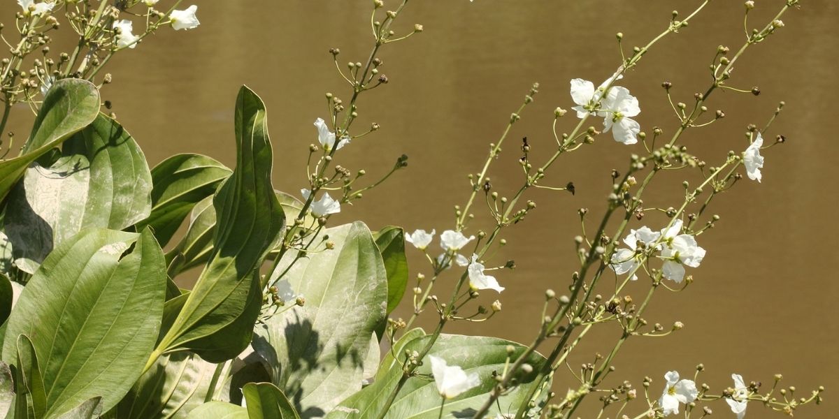 Flores brancas do chapéu-de-couro (Echinodorus grandiflorus), uma das características mais belas da planta. As flores são relativamente grandes, com corola de 3 a 4 cm de diâmetro, e possuem um número característico de 24 estames. A inflorescência é do tipo panícula (ramificada), com 5 a 12 verticilos contendo de 6 a 12 flores cada. A floração ocorre preferencialmente em água mais fria e condições de dia curto. Após a floração, surgem os frutos globulares com pequenos espinhos, que contêm as sementes da planta.