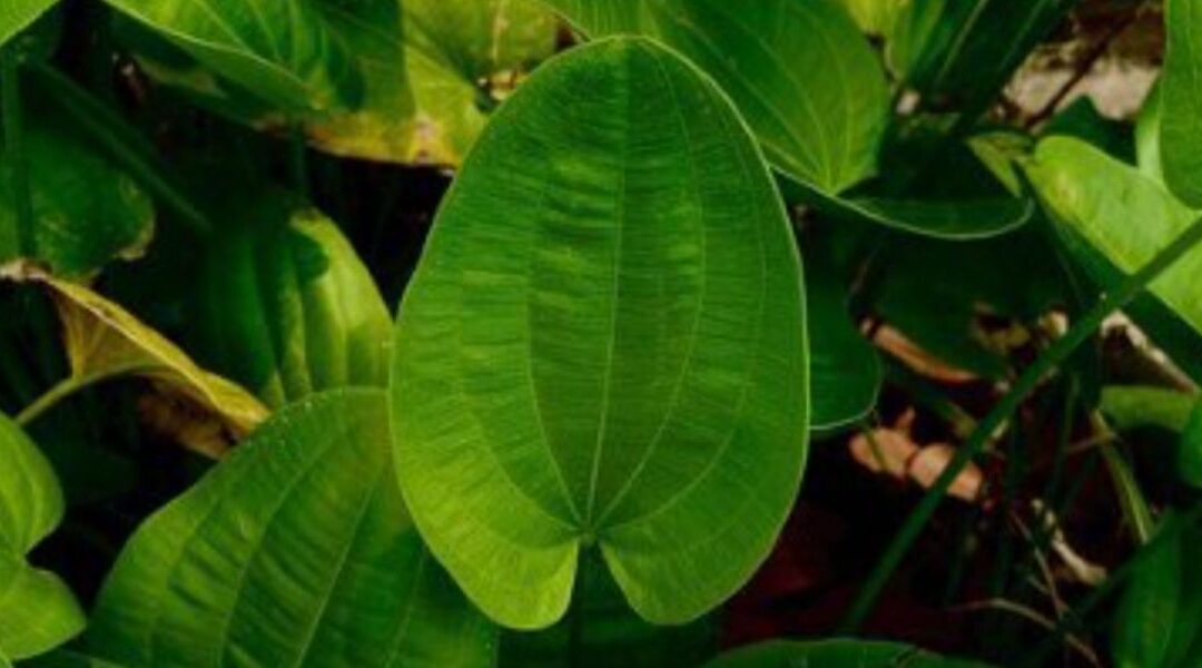 Chapéu-de-Couro: Guia Completo da Planta Medicinal