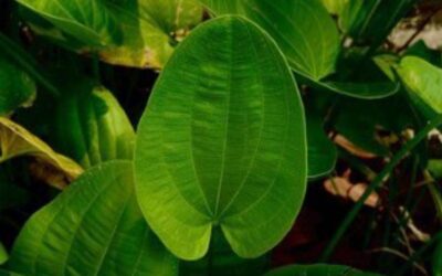 Chapéu-de-Couro: Guia Completo da Planta Medicinal