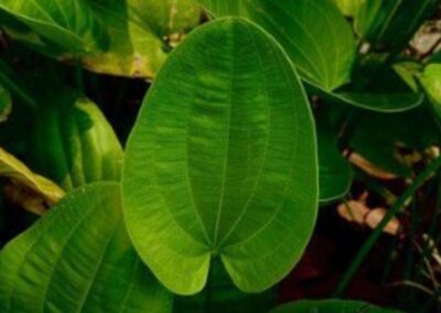 Detalhe de uma folha madura de chapéu-de-couro, destacando suas características botânicas distintivas: nervuras proeminentes (7-13 nervuras principais), textura coriácea (semelhante ao couro) e as "linhas pelúcidas" - pequenas linhas translúcidas visíveis contra a luz. A folha pode medir de 15 a 26 cm de comprimento por 7 a 15 cm de largura, com formato ovado e nervuras frequentemente marrom-avermelhadas. Estas características são essenciais para a identificação correta da espécie.