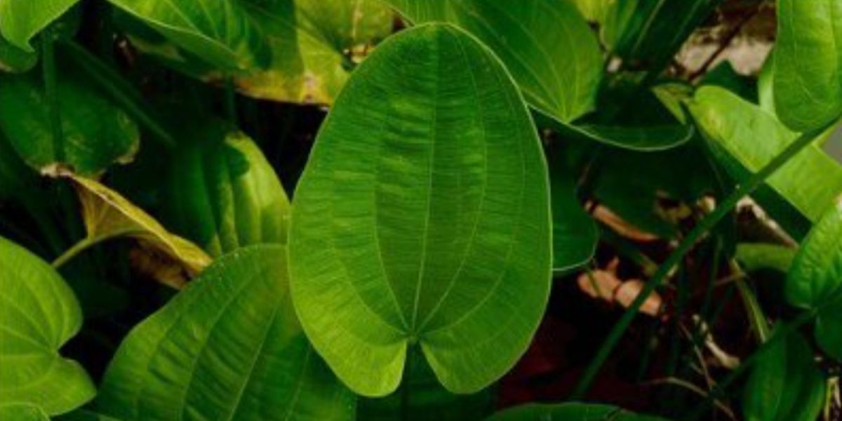 Detalhe de uma folha madura de chapéu-de-couro, destacando suas características botânicas distintivas: nervuras proeminentes (7-13 nervuras principais), textura coriácea (semelhante ao couro) e as "linhas pelúcidas" - pequenas linhas translúcidas visíveis contra a luz. A folha pode medir de 15 a 26 cm de comprimento por 7 a 15 cm de largura, com formato ovado e nervuras frequentemente marrom-avermelhadas. Estas características são essenciais para a identificação correta da espécie.