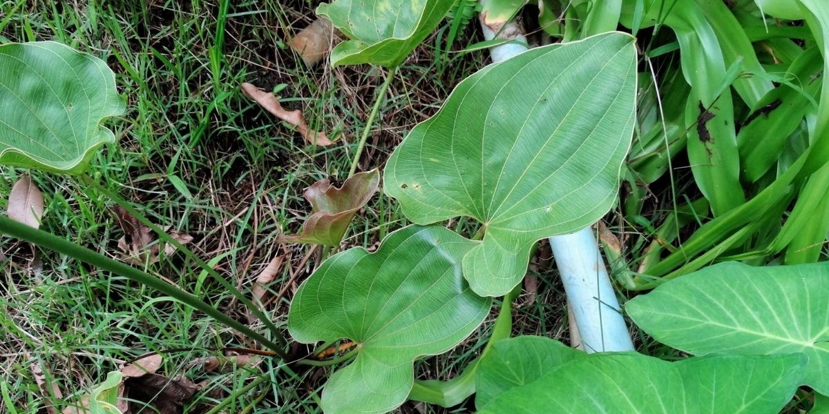 Folhas maduras de chapéu-de-couro exibindo claramente as nervuras proeminentes e o formato ovado característico. As nervuras escuras, frequentemente com tonalidade marrom-avermelhada, são um dos principais elementos de identificação da espécie. A textura coriácea (semelhante ao couro) das folhas, que dá nome à planta, é resultado da presença de compostos como taninos e celulose reforçada. É nestas folhas que se concentram os 12+ compostos bioativos responsáveis pelas propriedades medicinais: diterpenos, flavonoides, ácidos fenólicos, taninos, triterpenos e alcaloides. Fonte: Coisas da Roça.