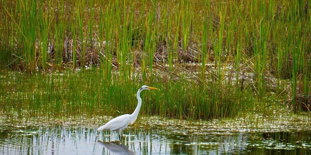 Ecossistema aquático típico onde o chapéu-de-couro prospera: áreas alagadas com plantas emergentes. O chapéu-de-couro é uma planta semiaquática que mantém suas raízes e a base do caule submersas na lama rica em nutrientes, enquanto suas folhas e flores se projetam acima da água. Este tipo de habitat é comum no Cerrado alagado, Pantanal e áreas úmidas da Mata Atlântica, onde a planta desempenha papel importante na purificação da água e na manutenção da biodiversidade. Fonte: Kasco Marine