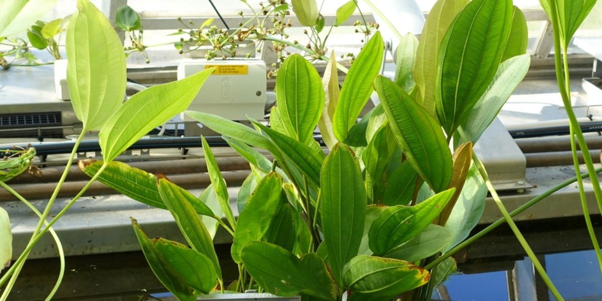 Chapéu-de-couro cultivado em vaso, demonstrando a viabilidade do cultivo doméstico. Para ter sucesso no cultivo, é essencial manter o solo sempre encharcado ou o vaso parcialmente submerso em água (use um prato fundo sempre cheio). A planta precisa de solo rico em matéria orgânica (mistura de terra vegetal, húmus de minhoca e argila), boa iluminação (sol pleno a meia-sombra) e temperatura entre 15-30°C. Com os cuidados adequados, a planta não apenas fornecerá folhas frescas para uso medicinal, mas também produzirá belas flores brancas, tornando-se um elemento ornamental no jardim ou varanda.