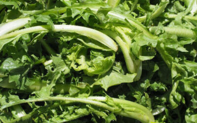 Chicória: saiba para que serve a verdura