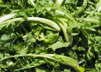 Chicória – Cichorium intybus