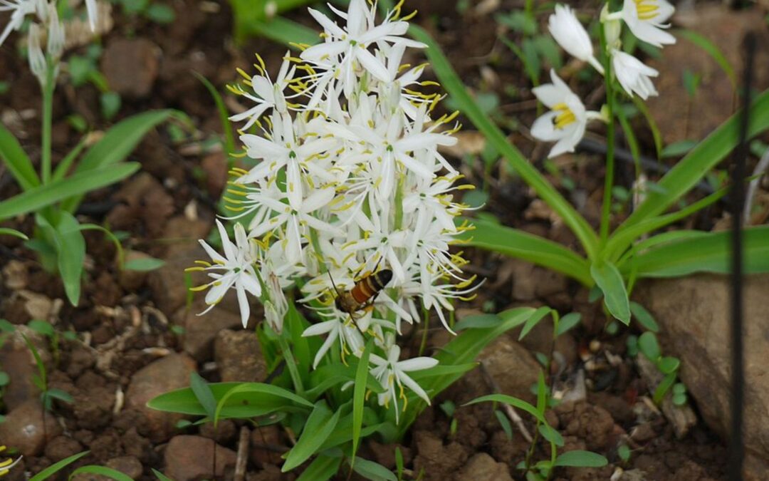 Chlorophytum borivilianum – SAFED MUSLI