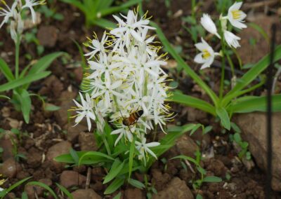 Chlorophytum borivilianum - Safed Musli
