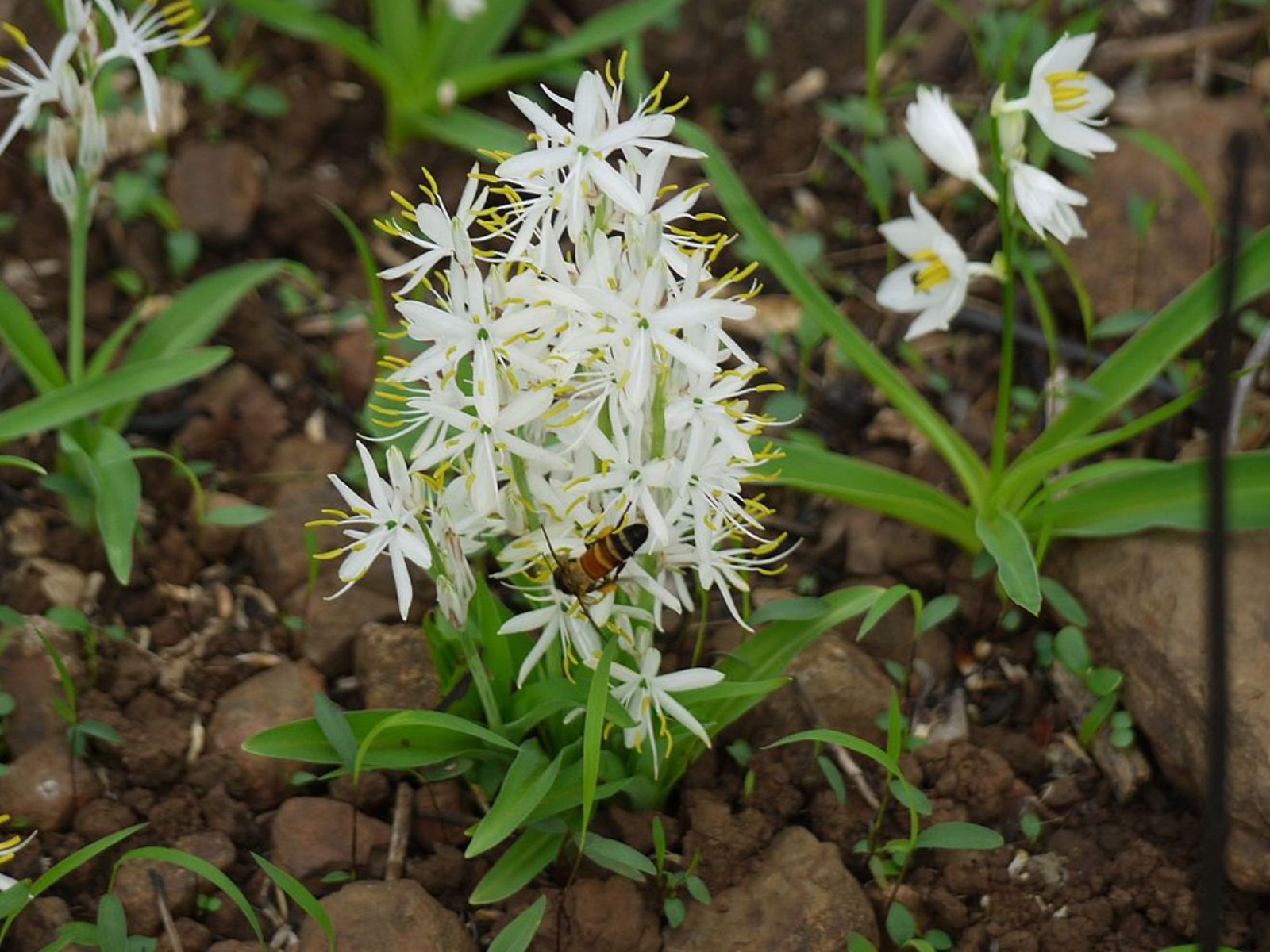 Chlorophytum borivilianum - Safed Musli