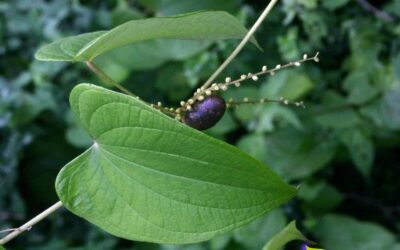 Chondrodendon platiphyllum (ABÚTUA)