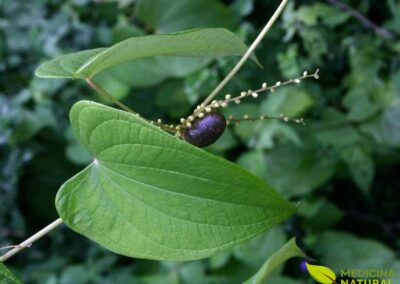 Chondrodendron platyphyllum - ABÚTUA