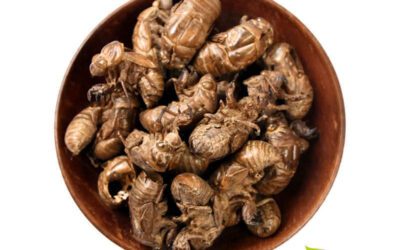 Periostracum cicadae: medicina chinesa