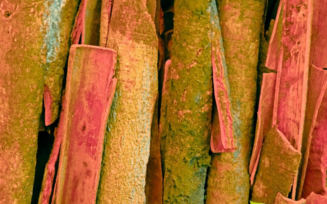 Cinnamomum verum – CANELA-DE-CEILÃO; CANELA-VERDADEIRA