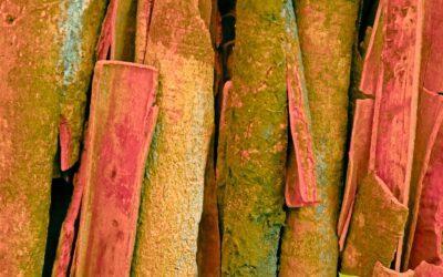 Cinnamomum verum – CANELA-DE-CEILÃO; CANELA-VERDADEIRA