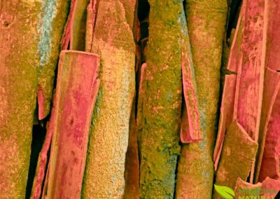 Cinnamomum verum - Canela-de-Ceilão