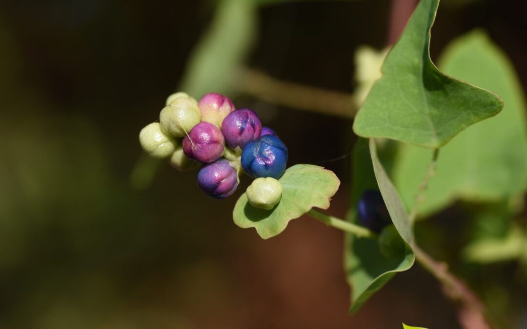 Persicaria perfoliata – CIPÓ-DE-COBRA