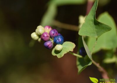 Persicaria perfoliata - CIPÓ-DE-COBRA