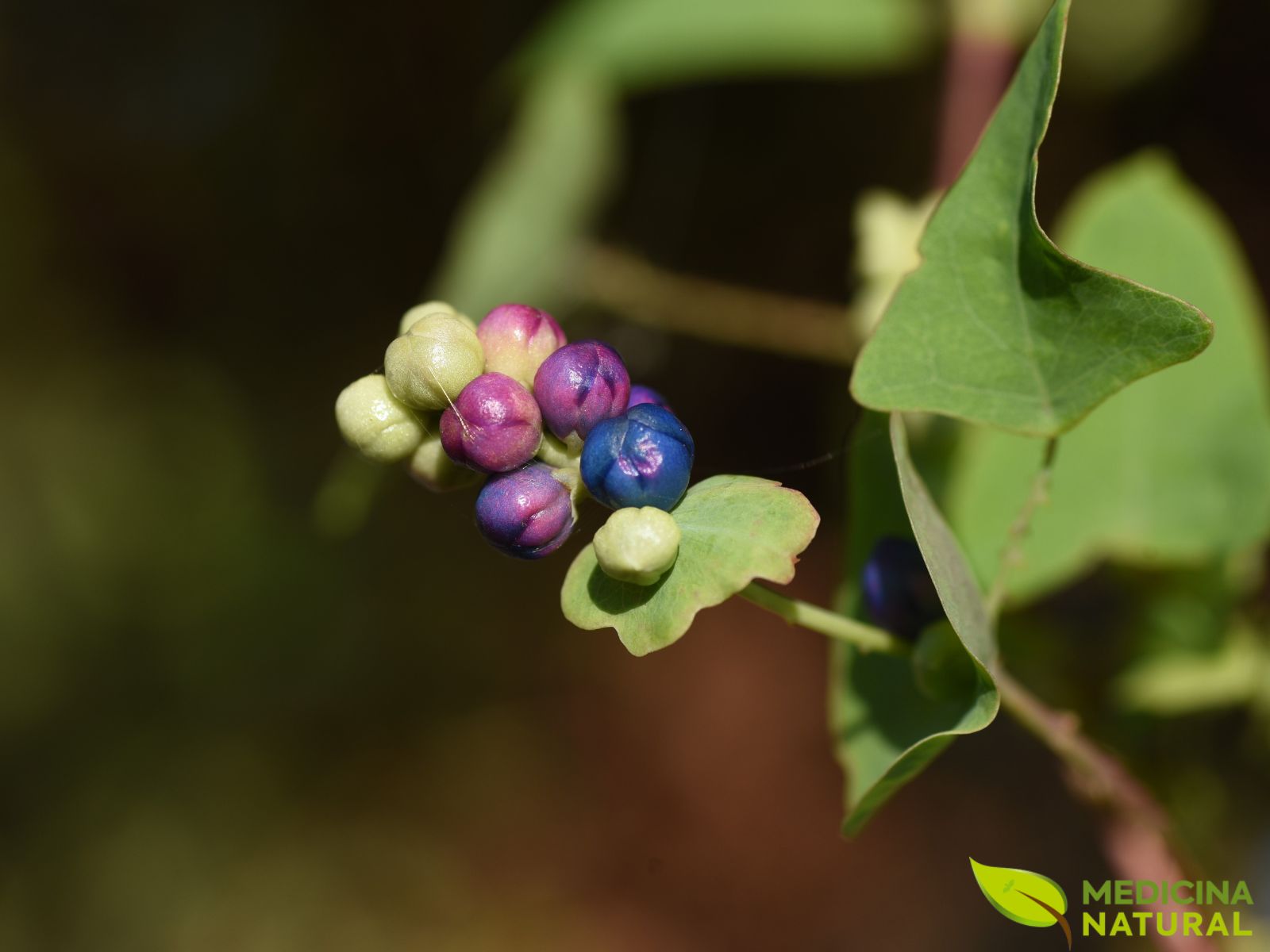 Persicaria perfoliata - CIPÓ-DE-COBRA