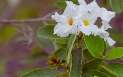 Cordia boissieri – ANACAHUITA; CLÚSIA-BRANCA; OLIVA-DO-TEXAS