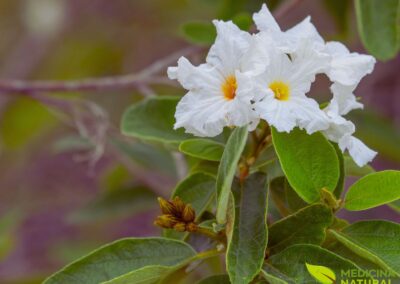 Cordia boissieri - ANACAHUITA; CLÚSIA-BRANCA; OLIVA-DO-TEXAS