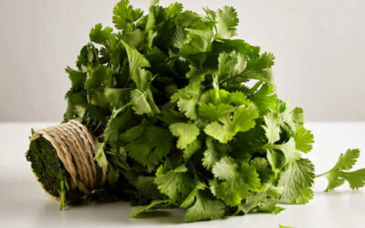 Coentro: saiba para que serve as folhas