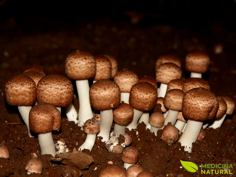 Cogumelo Agaricus blazei