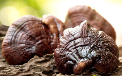 Reishi: saiba para que serve o cogumelo