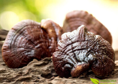 Cogumelo Reishi - Ganoderma lucidum