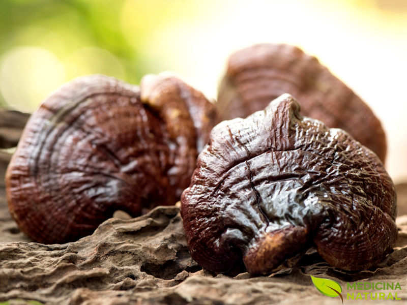 Cogumelo Reishi - Ganoderma lucidum