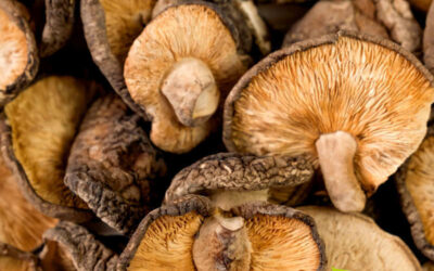 Shiitake: saiba para que serve o cogumelo