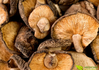 Shiitake - Lentinula edodes - Cogumelo-shitake