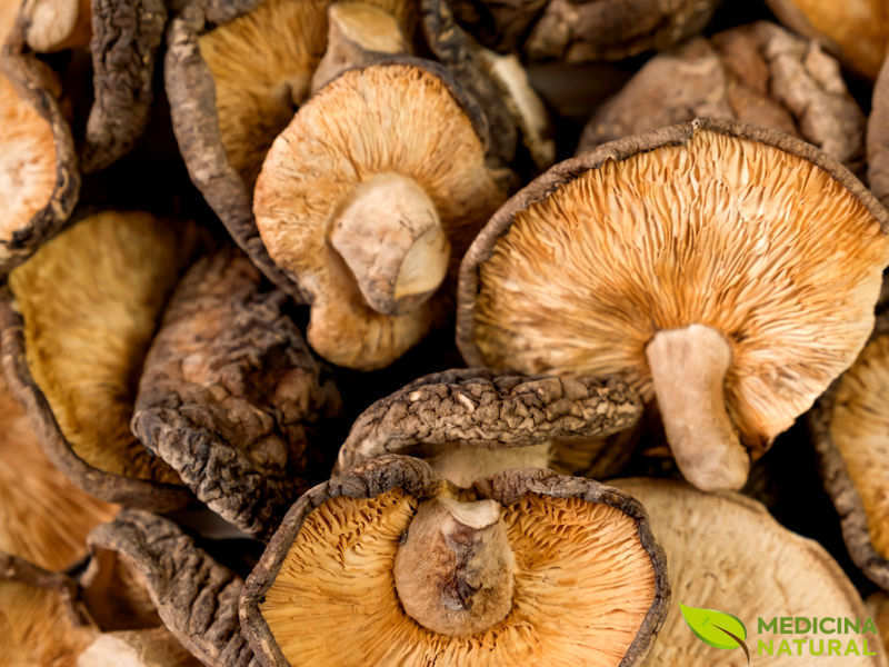 Shiitake - Lentinula edodes - Cogumelo-shitake