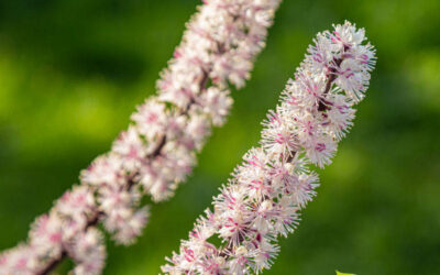 Black cohosh: saiba para que serve