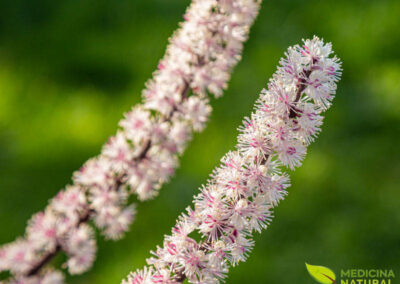 Cohosh-preto (black cohosh) - Cimicifuga racemosa