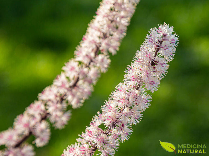 Cohosh-preto (black cohosh) - Cimicifuga racemosa