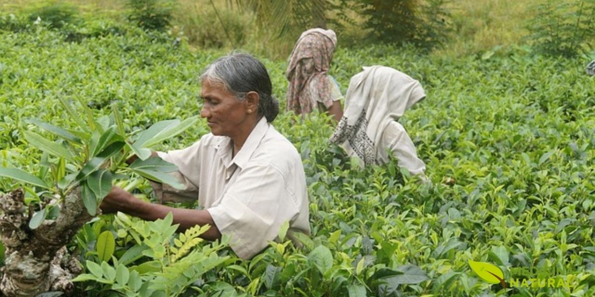 A colheita manual do chá nas plantações da Índia, especialmente em Darjeeling e Assam, garante a seleção das folhas mais jovens e tenras. Este método tradicional preserva a qualidade do chá e permite a produção de variedades premium, cujos sabores e aromas complexos são apreciados mundialmente.