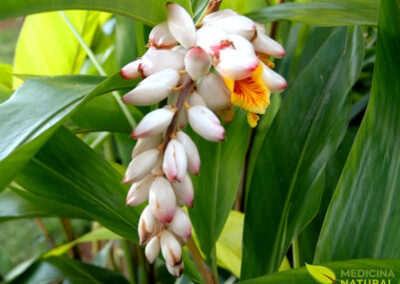 Colônia - Alpinia speciosa