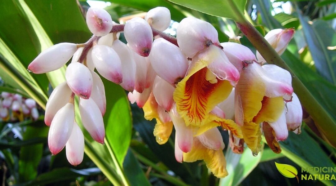 Colônia (Alpinia): Guia Completo da Planta Medicinal