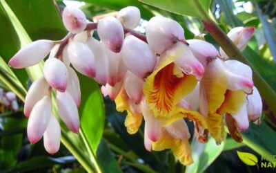 Colônia (Alpinia): Guia Completo da Planta Medicinal