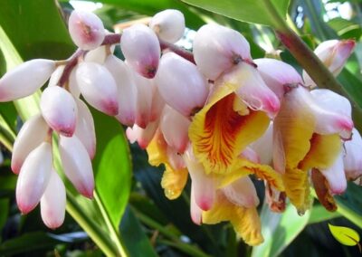 Flores da Alpinia speciosa. A textura cerosa das pétalas e os detalhes do labelo amarelo com estrias vermelhas são perfeitamente visíveis. Esta foto realça a complexidade botânica e a beleza singular que fazem da Colônia uma planta tão admirada em jardins de todo o mundo.
