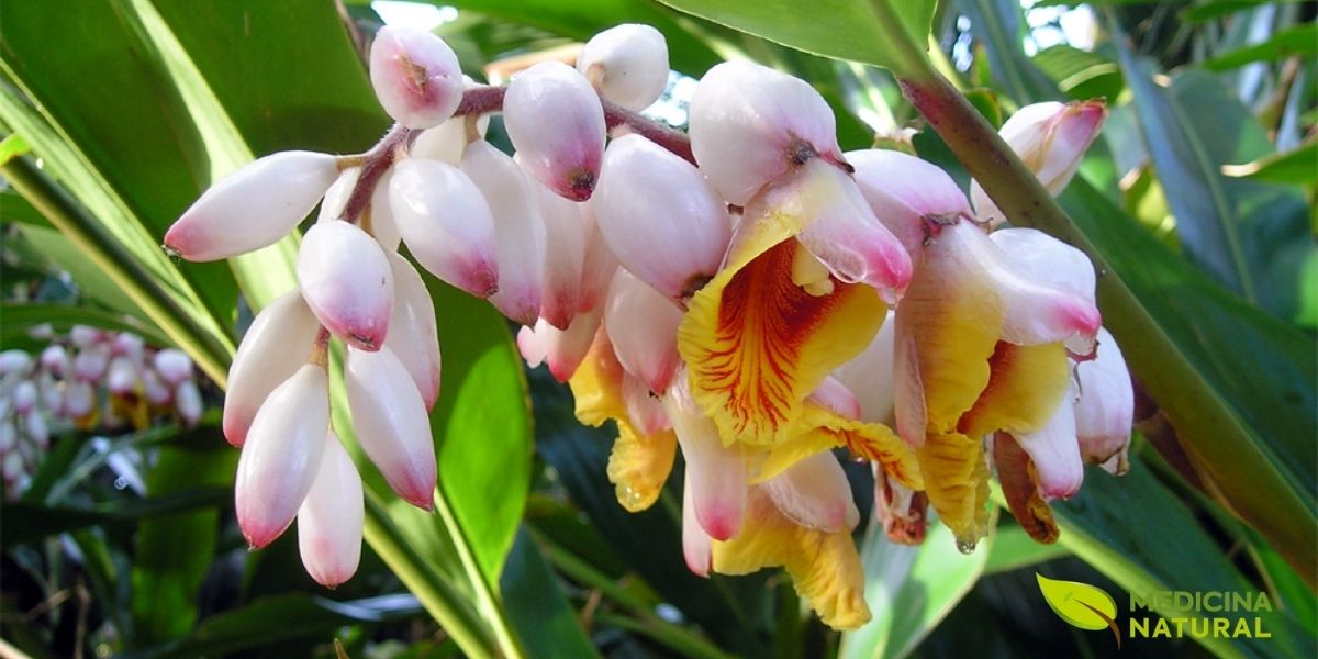 Flores da Alpinia speciosa. A textura cerosa das pétalas e os detalhes do labelo amarelo com estrias vermelhas são perfeitamente visíveis. Esta foto realça a complexidade botânica e a beleza singular que fazem da Colônia uma planta tão admirada em jardins de todo o mundo. Flores da Alpinia speciosa. A textura cerosa das pétalas e os detalhes do labelo amarelo com estrias vermelhas são perfeitamente visíveis. Esta foto realça a complexidade botânica e a beleza singular que fazem da Colônia uma planta tão admirada em jardins de todo o mundo.
