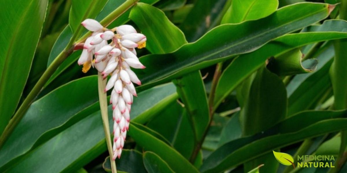 Inflorescência completa da Alpinia speciosa, pendendo graciosamente entre suas grandes folhas verdes. A disposição das flores em cacho é uma característica marcante da planta, que além de seu valor medicinal, é amplamente utilizada no paisagismo por sua exuberância e apelo tropical.