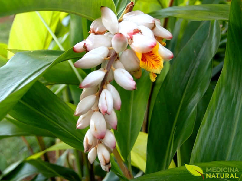 Colônia - Alpinia speciosa