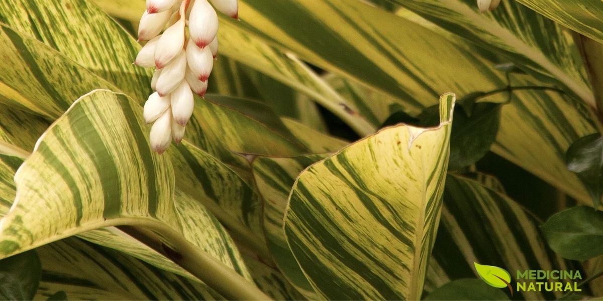 Colônia Variegada (Alpinia zerumbet 'Variegata'). A variedade variegada da Colônia apresenta folhas com listras verdes e amarelas, adicionando um interesse visual extra. Esta folhagem ornamental é muito procurada para jardins e interiores, combinando a beleza das cores com a forma elegante da planta. Uma excelente escolha para quem busca um toque tropical.