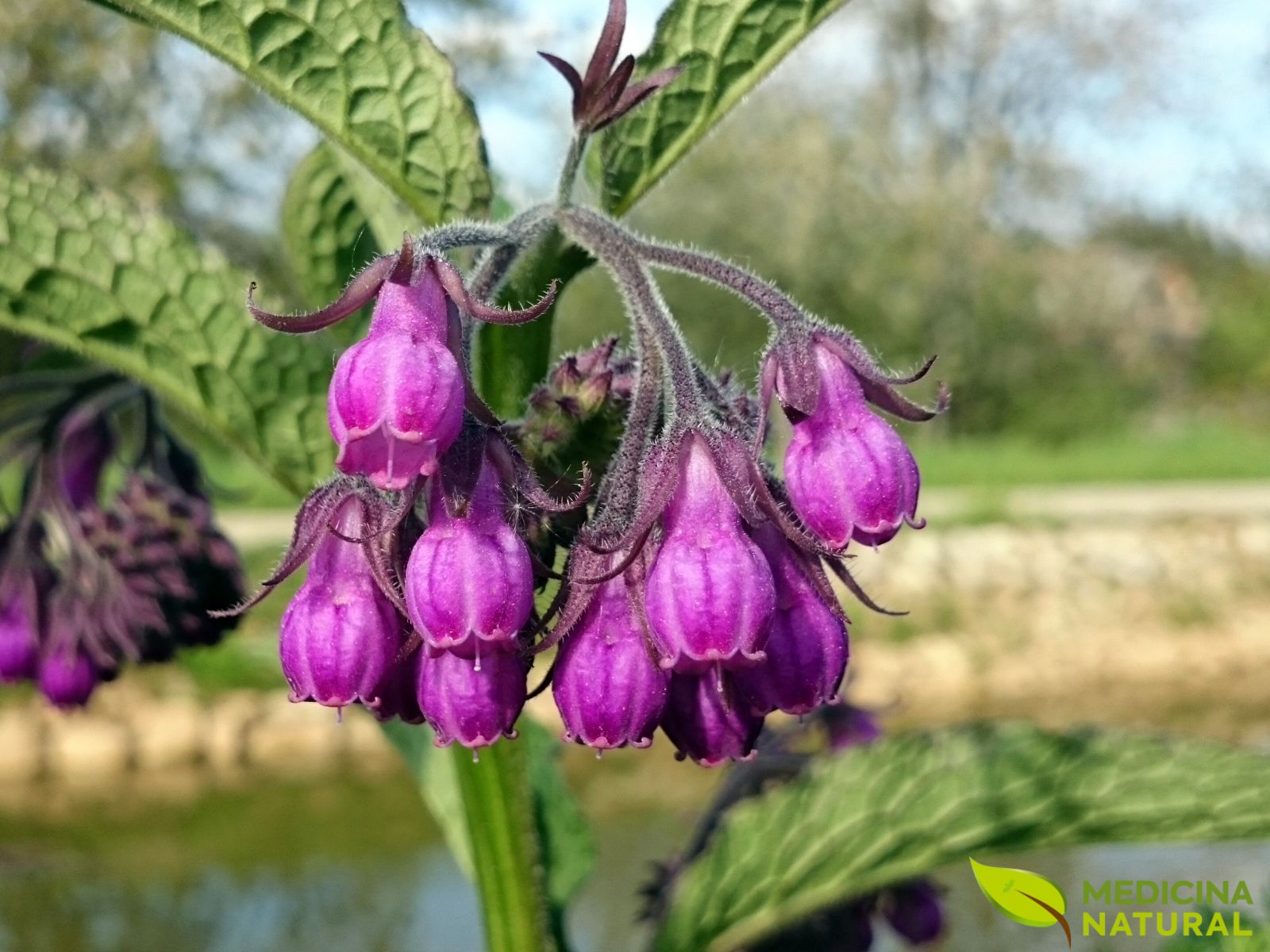 Confrei - Symphytum officinale