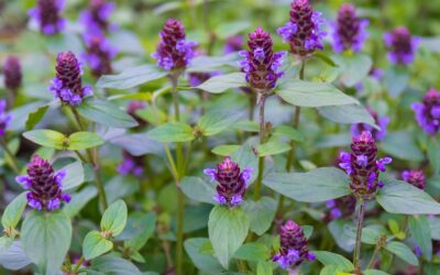 Prunella vulgaris – CONSOLDA-MENOR