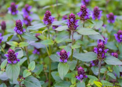 Consolda-menor - Prunella vulgaris