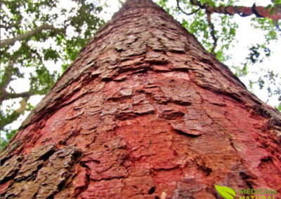 Copaíba - Copaifera langsdorffii