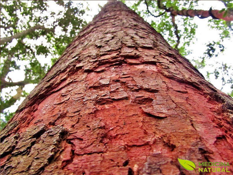 Copaíba - Copaifera langsdorffii